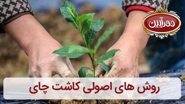 روش های کاشی چای ، روش های اصولی کاشت چای | بهترین برند چای ایرانی | چای مهرآیین | محصولات مهرایین
