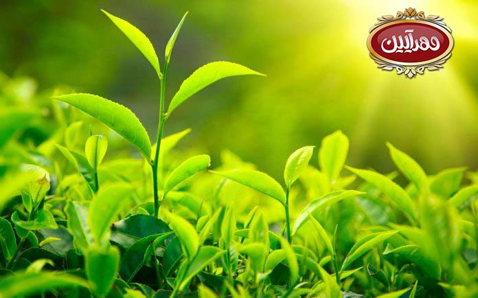 روش های کاشی چای ، روش های اصولی کاشت چای | بهترین برند چای ایرانی | چای مهرآیین | محصولات مهرایین