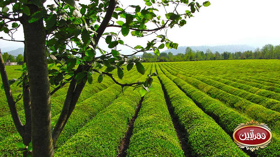 روش های کاشی چای ، روش های اصولی کاشت چای | بهترین برند چای ایرانی | چای مهرآیین | محصولات مهرایین